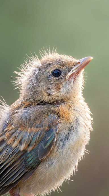 Free New Life Beginning Image - Bird, Baby, Nestling | Download at ...