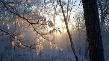 Free Misty winter sunrise Image - Winter, Sunrise, Mist | Download at ...