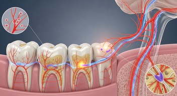 Tooth Nerve System Free Dental Nerve Anatomy Image - Dental, Nerve, Anatomy | Download at ...