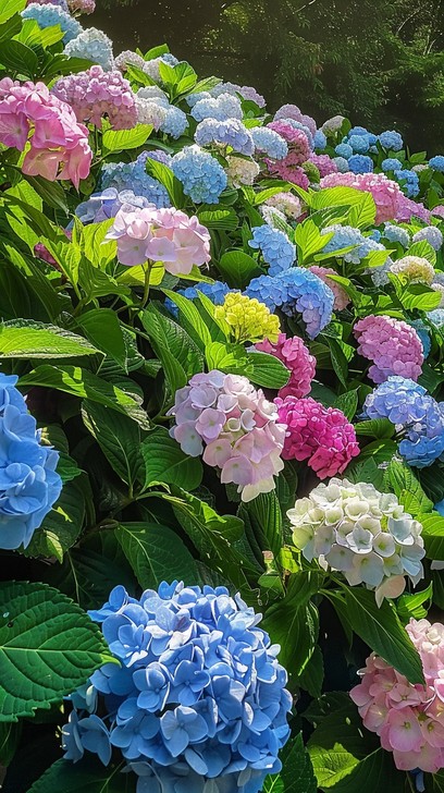 Free Colorful Hydrangea Bloom Image - Hydrangea, Flowers, Garden ...