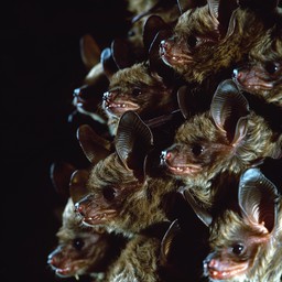 Bat Cluster Free Cluster of Bats Image - Bats, Wildlife, Nocturnal | Download at ...