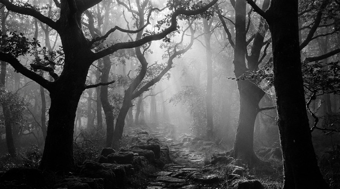 Free Mystical Forest Path Image - Forest, Pathway, Trees | Download at ...
