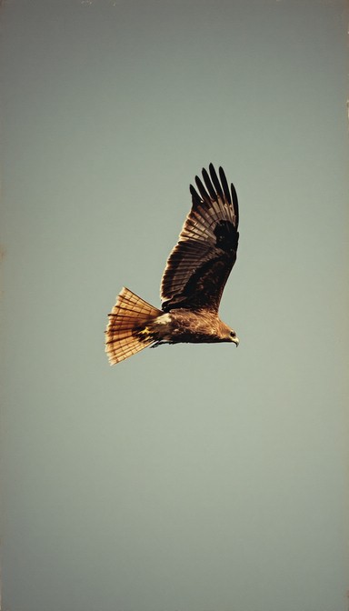 Free Soaring Hawk Above Image - Hawk, Raptor, Bird | Download at StockCake