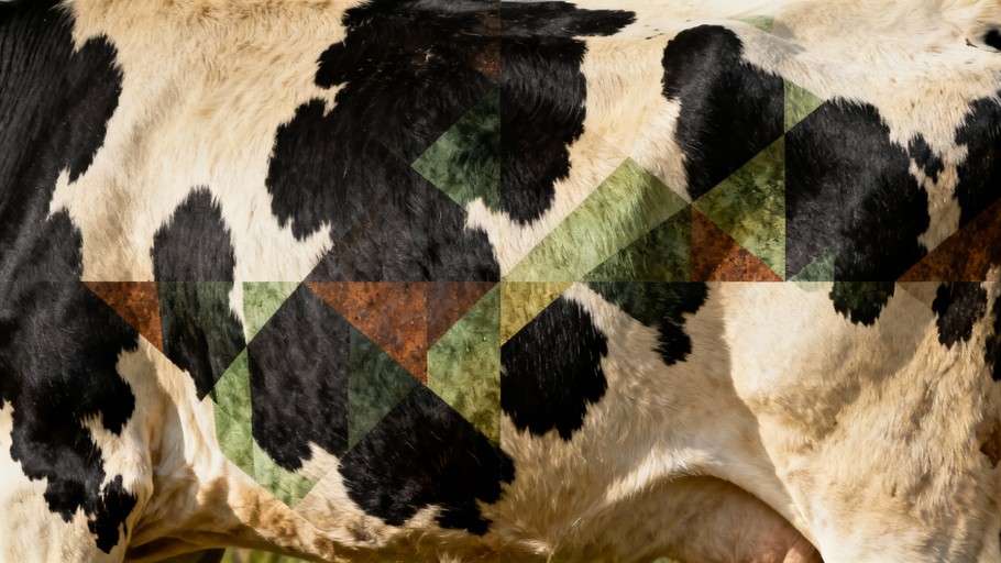 Abstract Text Cow Pattern Free Abstract Cow Pattern Image - Cow, Hide, Pattern | Download at ...