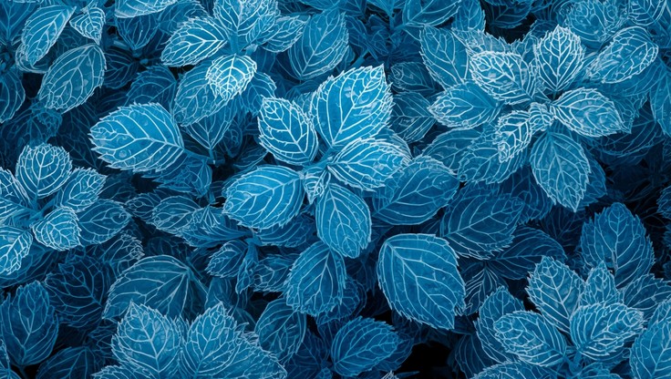 Free Crystalline Azure Leaves Photo - Azure, Leaves, Crystalline ...