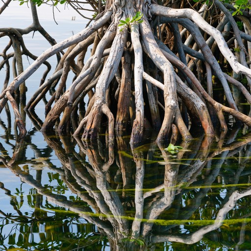 Free Sandy mangrove roots Image - Aerial, Mangroves, Sand | Download at ...