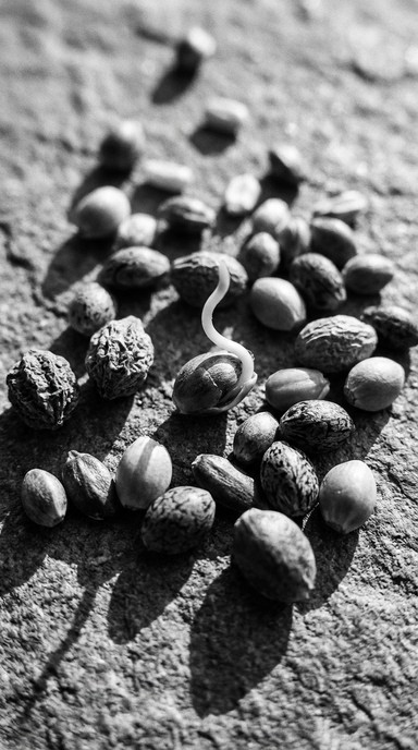Seed New Pattern Free Seeds Growing Together Image - Seeds, Grains, Sprouting | Download ...
