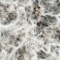 Fuzzy Snowflake Free Frosty snowflake detail Image - Snowflake, Frost, Spiderweb ...