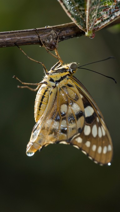 Free Metamorphosis Through Kintsugi Image - Butterfly, Kintsugi ...