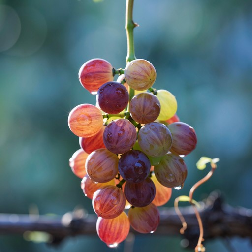 Free Rainbow Grape Cascade Image - Grapes, Rainbow, Fruit | Download at ...