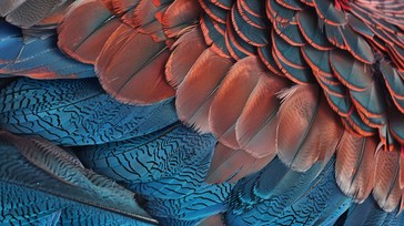 Free Colorful Feather Close-up Image - Colorful, Feathers, Close-up ...