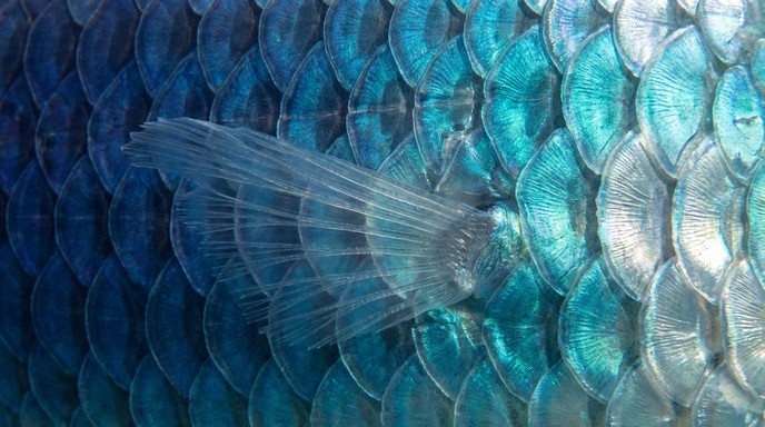 Free Iridescent Fish Scales Image - Scales, Fish, Pattern | Download at ...
