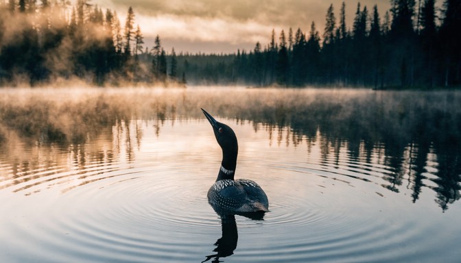 Free Loon Calls Dawn Image - Loon, Lake, Wildlife | Download at StockCake