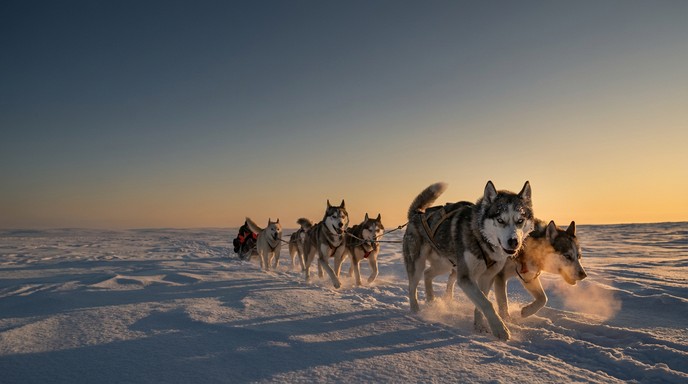 Free Arctic Sled Team Image - Husky, Sled, Arctic | Download at StockCake