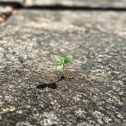 Restrain Sprout Free Resilient tiny sprout Image - Sprout, Resilience, Growth ...