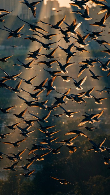 Free Birds Dance Together Image - Birds, Flock, Murmuration | Download ...