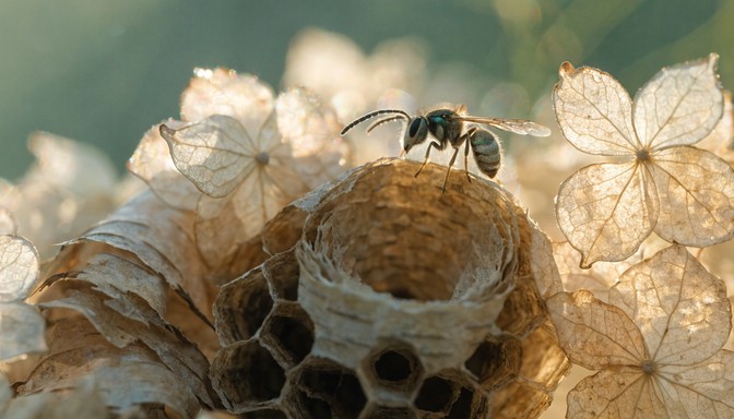 Free Paper Nest Closeup Image - Nest, Macro, Nature | Download at StockCake