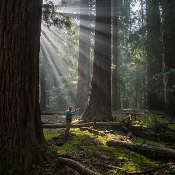 Forest Contrast Microscope Free Planting Future Forests Image - Forest, Conservation, Planting ...