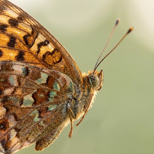Free Intricate Butterfly Detail Image - Butterfly, Macro, Nature ...