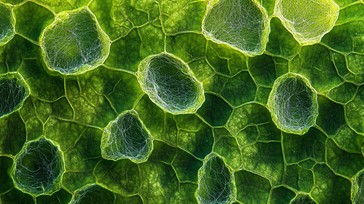 Microscopic Structure Of Vasa Leaf