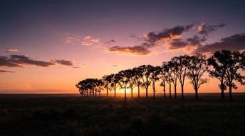 Versioning Tree A row of tall dark trees stands on a flat grassy plain as the glowing ...