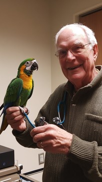 Free Man Holding Parrot Image - Man, Parrot, Elderly | Download at ...