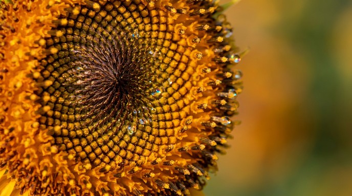 Free Sunflower Fibonacci Pattern Image - Sunflower, Fibonacci, Spiral ...