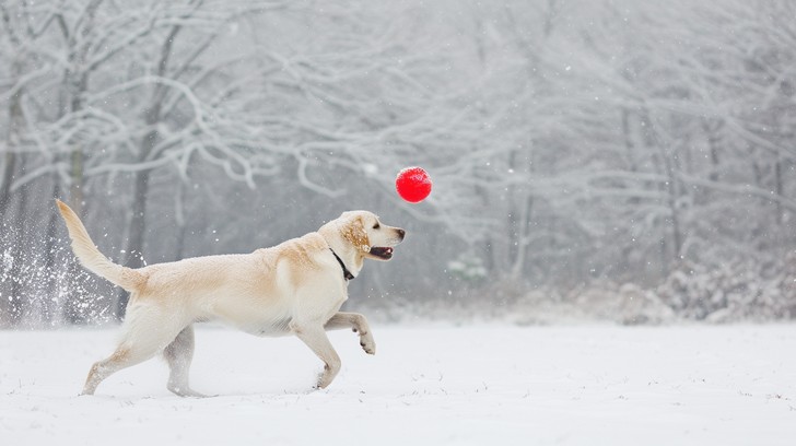 Free Dog Plays Fetch Image - Dog, Snow, Play | Download at StockCake