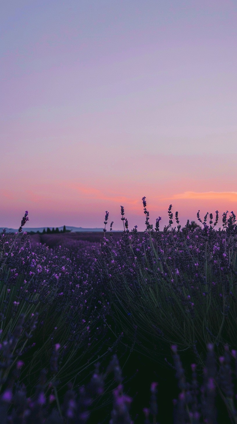 Free Lavender Field Sunset Image - Lavender, Sunset, Purple | Download ...