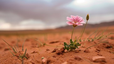 Perseverance Pink Free Desert Bloom Resilience Image - Flower, Desert, Resilience ...