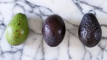 Free Avocado Ripening Stages Image - Avocado, Ripening, Stages ...