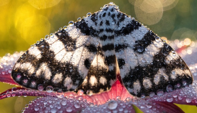 Free Spotted Moth Wonder Image - Moth, Wing, Spotted | Download at ...