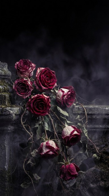 Gothic Standard Roses Free Gothic Rose Shadow Image - Gothic, Roses, Dramatic | Download at ...