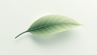 Free Floating Minimal Leaf Image - Leaf, Minimal, Floating | Download ...