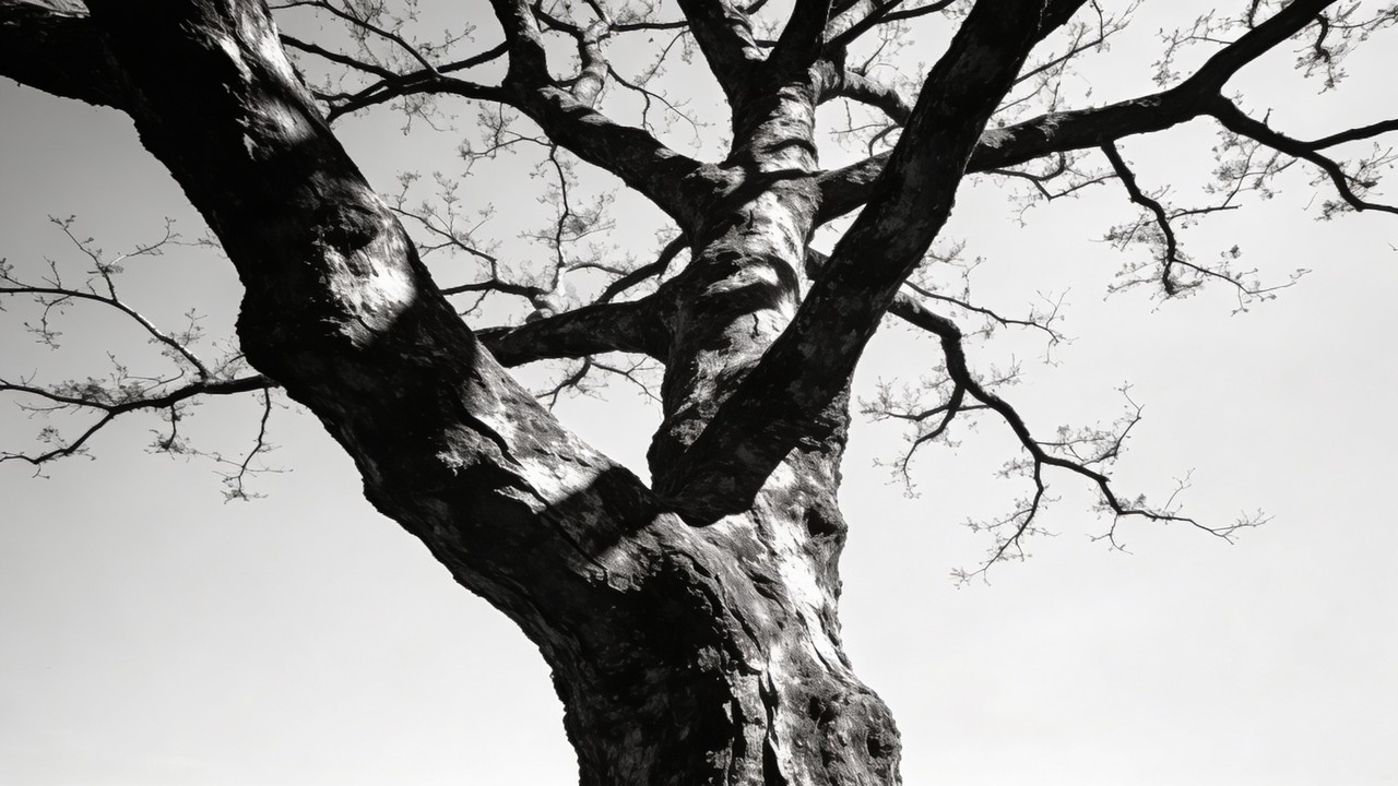 Free Solitary Tree Strength Image - Tree, Monochrome, Minimalist ...