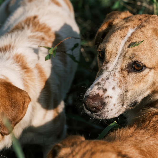 Free Canine Group Portrait Image - Dogs, Sandy, Group | Download at ...