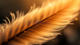 Free Golden Feather Detail Image - Feather, Macro, Golden | Download at ...