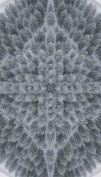 Free Frozen Forest Symmetry Image - Winter, Forest, Snow | Download at ...