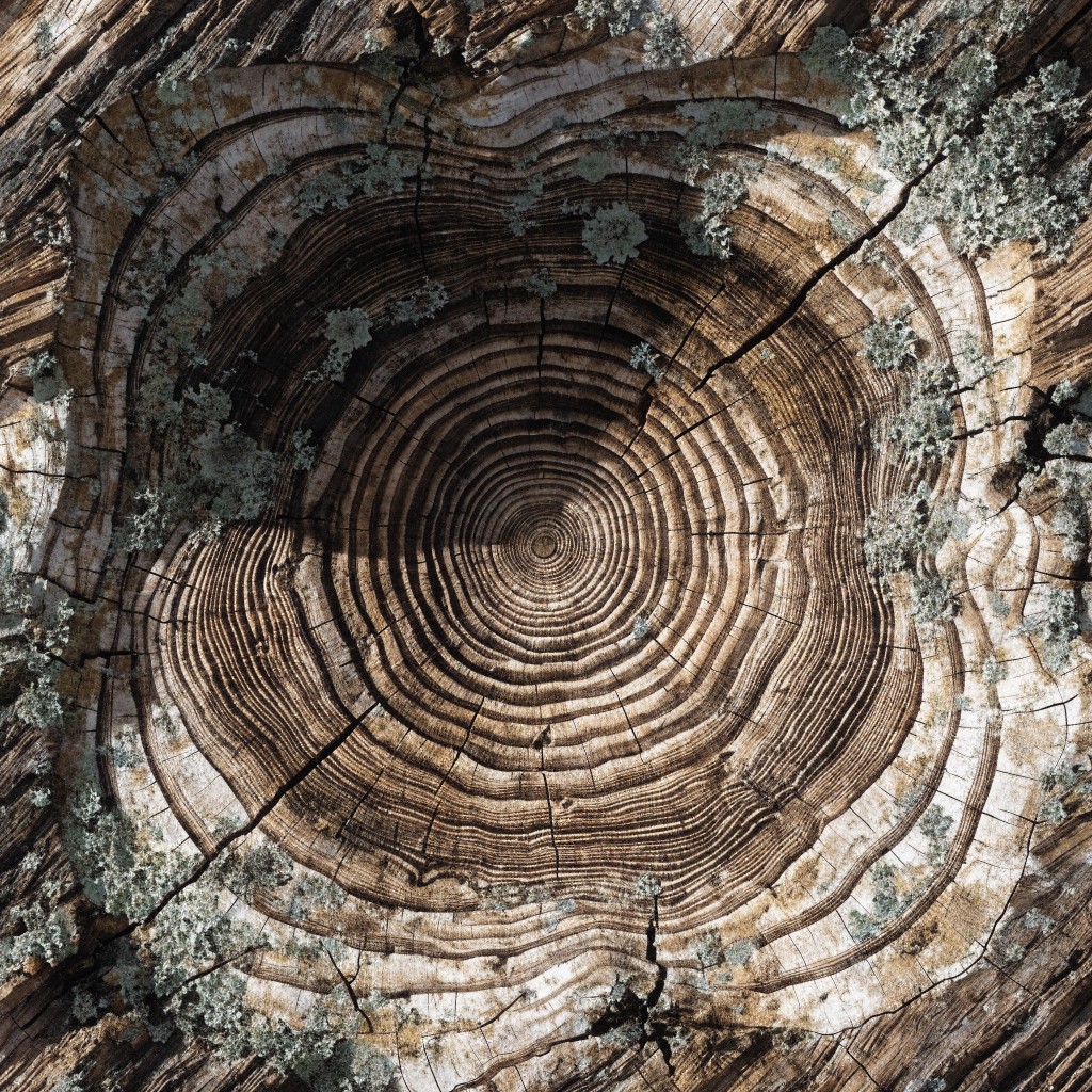 Free Natural Wood Rings Image - Wood, Texture, Rings | Download at ...