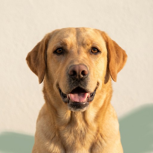 Free Happy Golden Lab Image - Labrador, Retriever, Dog | Download at ...