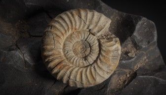 Free Ancient Spiral Shell Image - Fossil, Ammonite, Prehistoric ...