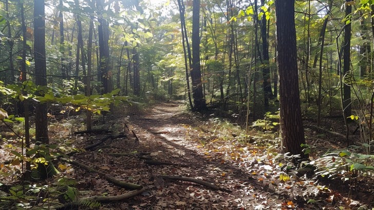 Free Serene Forest Path Image Forest Trees Path Download At Stockcake