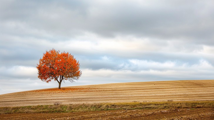 Autumn Single Tree Free Solitary Autumn Tree Photo - Autumn, Tree, Field | Download at ...