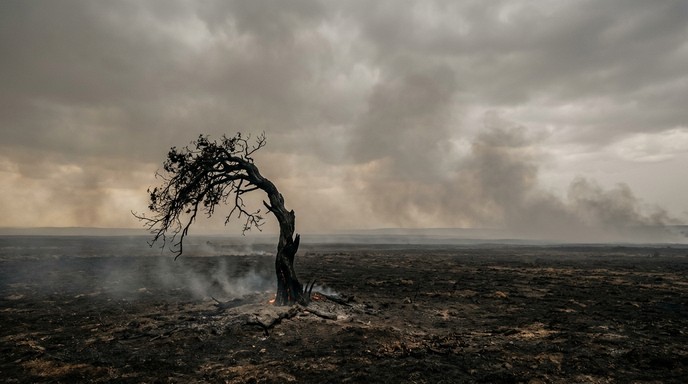 Free Aftermath Of Fire Image - Wildfire, Tree, Burned | Download at ...