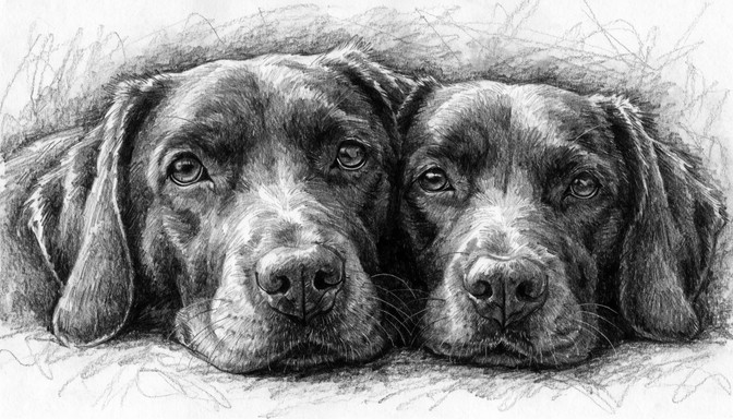 Free Loyal Companions Resting Image - Dogs, Graphite, Sketch | Download ...
