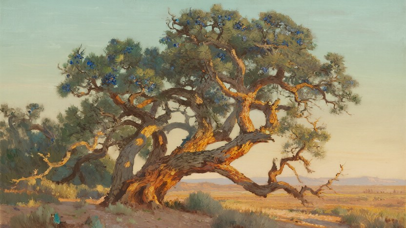 Free Ancient Tree Dusk Image - Ancient, Gnarled, Tree | Download at ...
