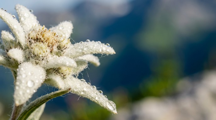 Free Alpine Flower Dew Image - Edelweiss, Alpine, Flower | Download at ...