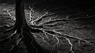 Free Roots Reaching Outward Image - Roots, Tree, Monochrome | Download ...