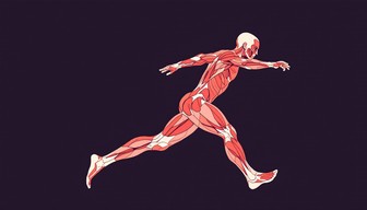 Musle Motion Free Muscles In Motion Image - Anatomy, Muscles, Motion | Download at ...