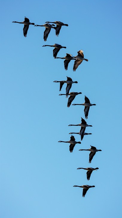 Free Geese in Formation Image - Geese, Flight, Formation | Download at ...